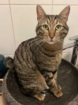Millie Tiger, Mannheim