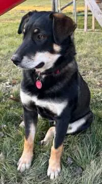 Cleo, Au i.d.Hallertau