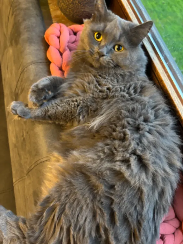 Diva, Delbrück