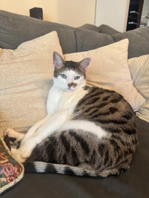 Kovu, Delbrück