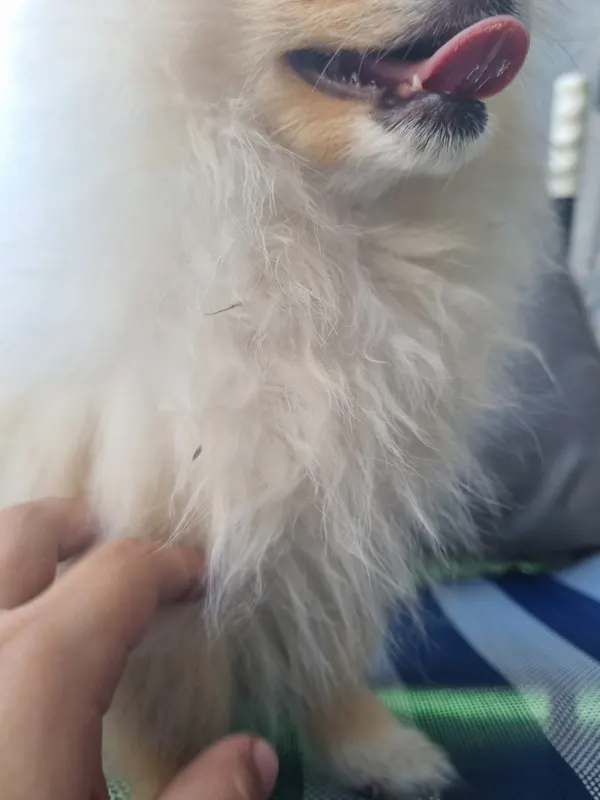 Maja, Delbrück