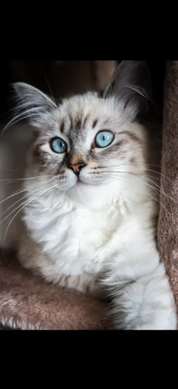 Bella, Leopoldshöhe