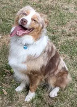 Buddy, Oberdorla