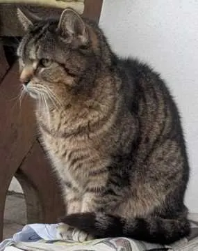 Mischka, Frankenberg