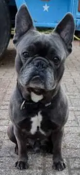 Stitch, Isselburg