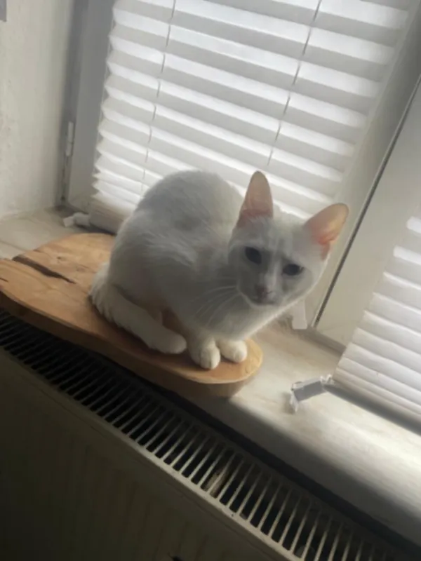 Coco, Pfungstadt