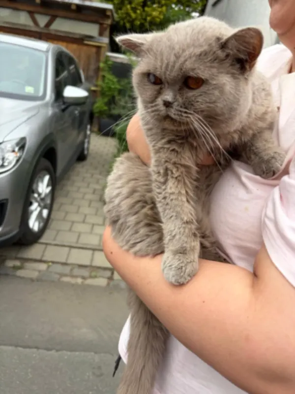 Luna, Darmstadt
