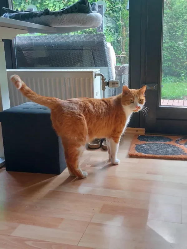 Ronny, Darmstadt