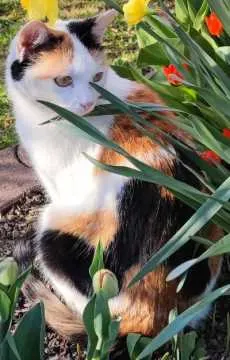 Mirabelle Elli, Emmerting