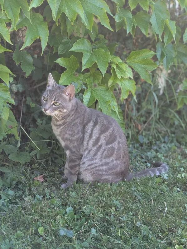 Pete, Riedstadt