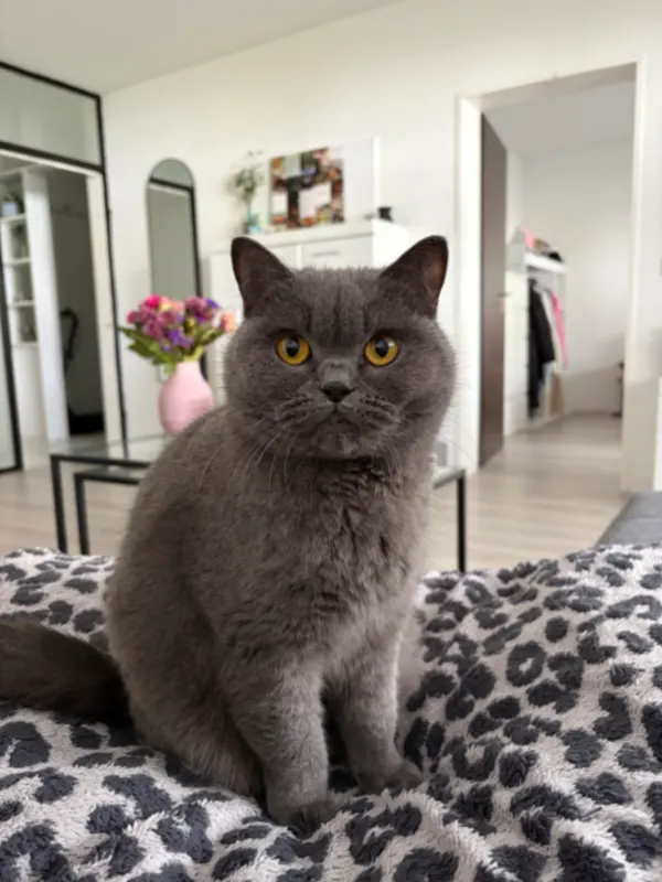 Nici, Unna