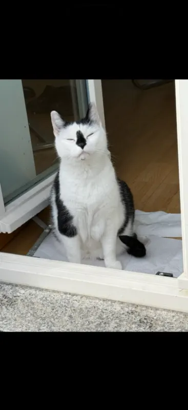 Felix, Gohlis