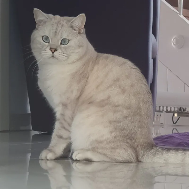 Romeo, Waghäusel