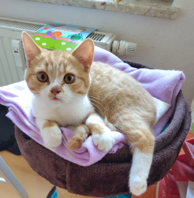 Tibbi, Erfurt