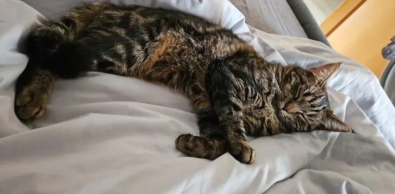 Bruno, Erfurt
