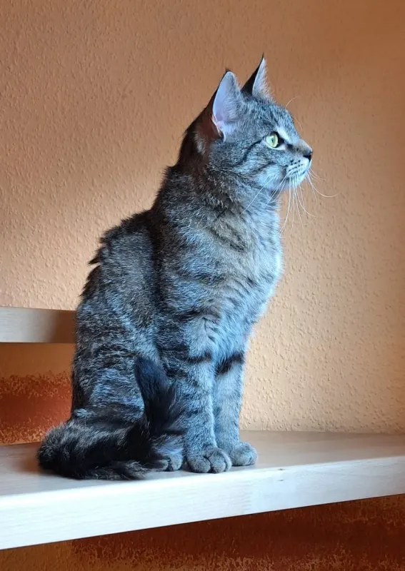 Loki, Erfurt