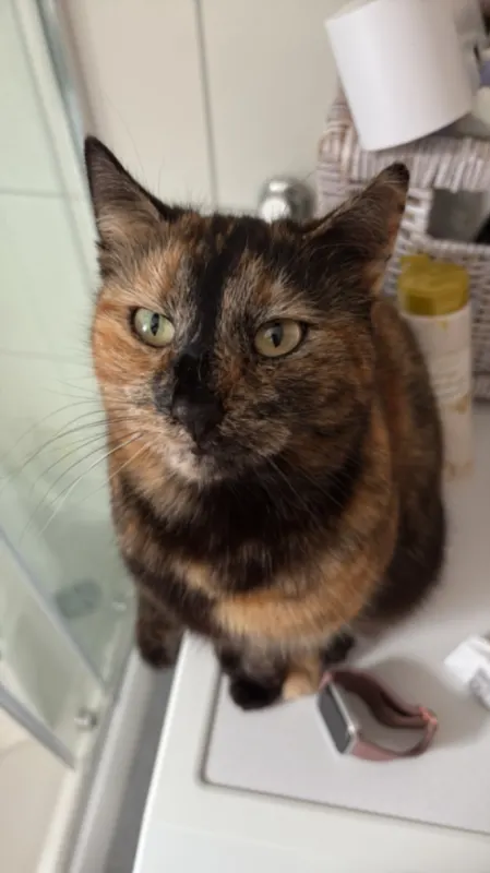 Coco, Seeheim-Jugenheim