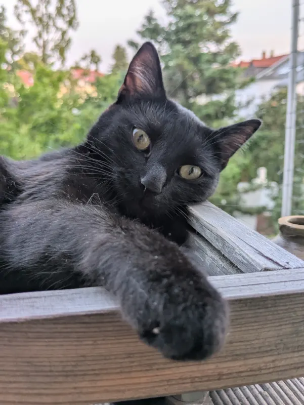 Maya, Wurzen
