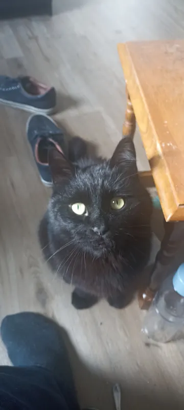 Avocato, Uelzen