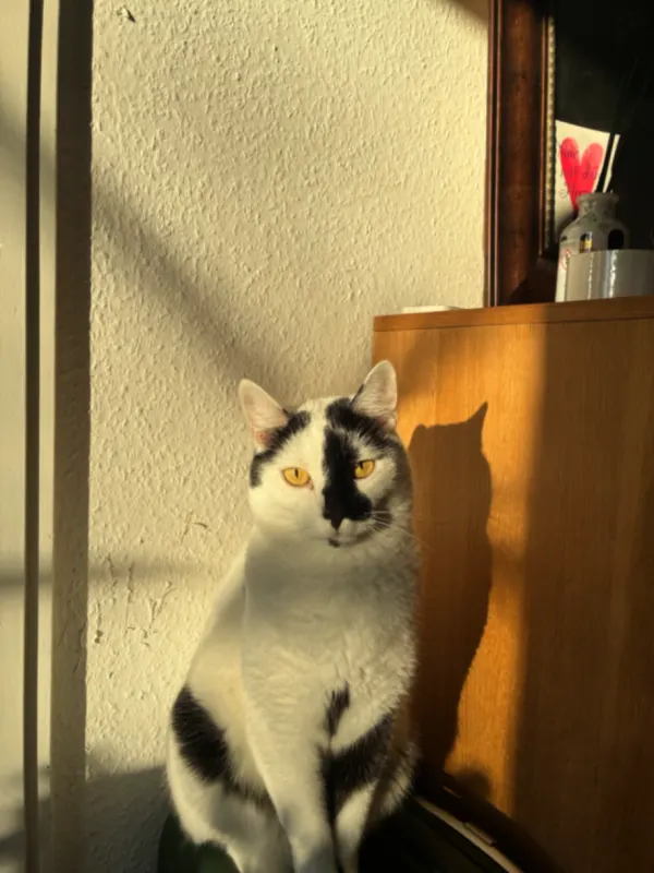 Elvis, Heidelberg