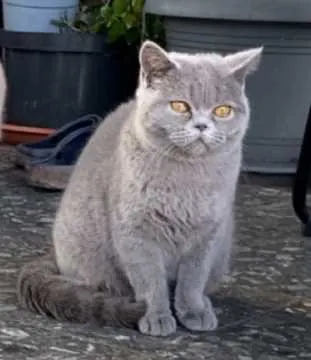 Tali, Erftstadt
