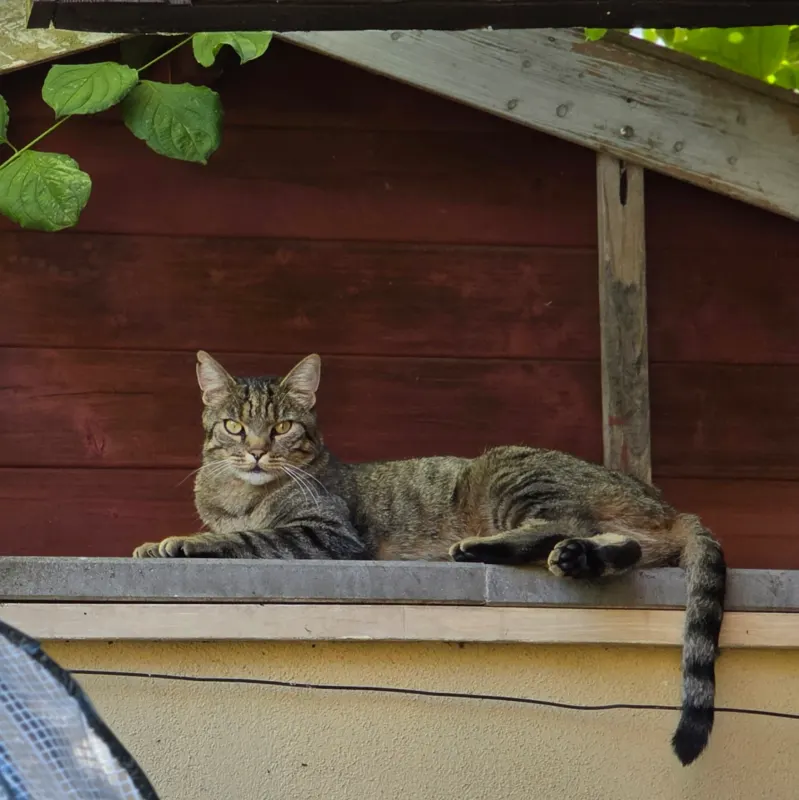 Hazel, Bruchsal