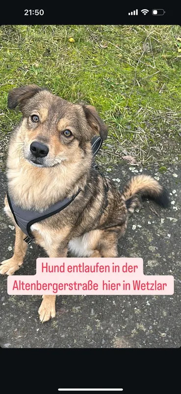 Elli, Wetzlar
