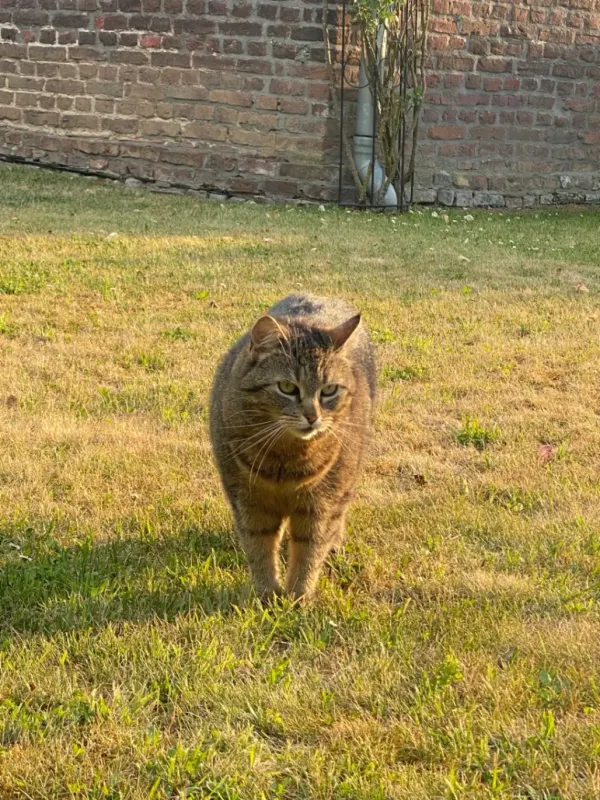 Najla, Willich