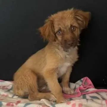 Simba, Müschenbach