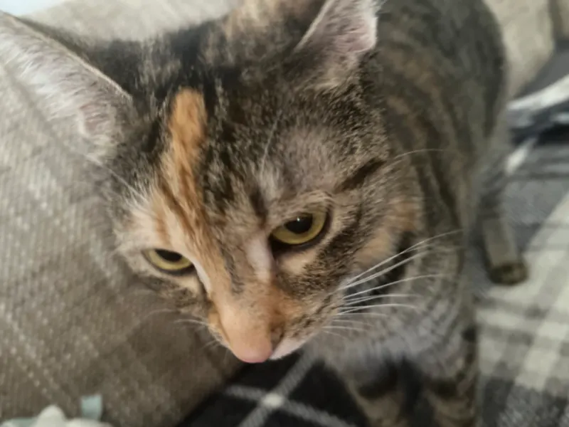 Molli, Schweinfurt