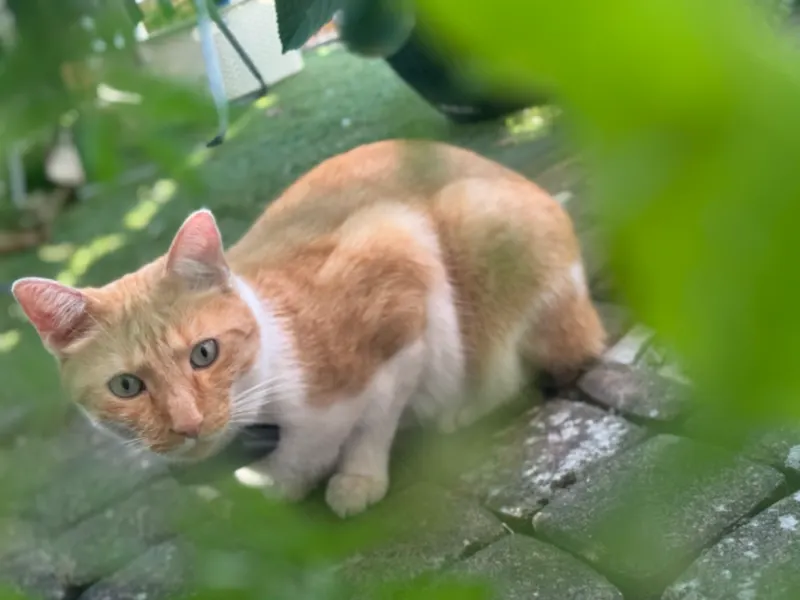 Piet, Jüchen
