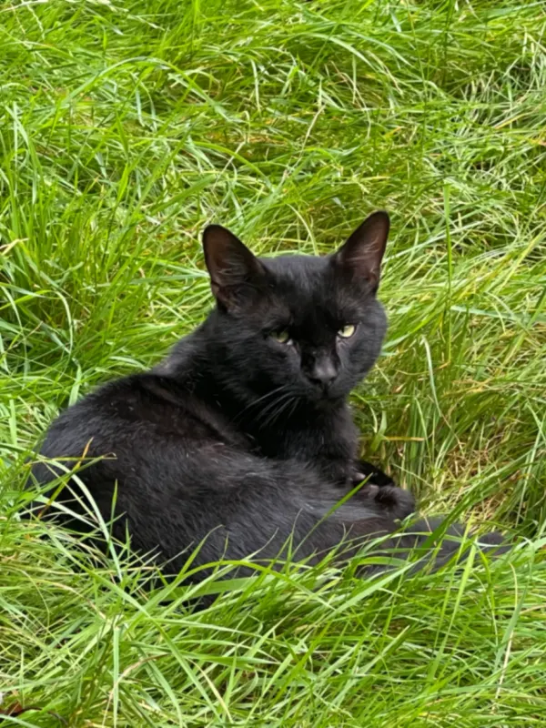 Cato, Mönchengladbach