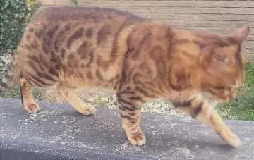 Bongo, Dorsten