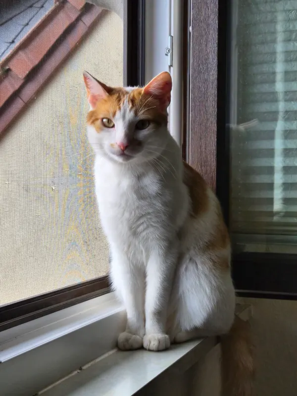 Bongo, Gelnhausen