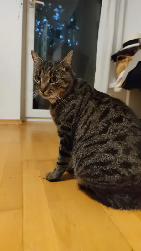Carlie, Dotzheim