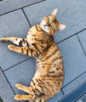 Simba, Grevenbroich