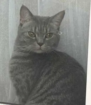 Tommy, Gronau (Westf.)