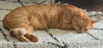 Diego, Meerbusch