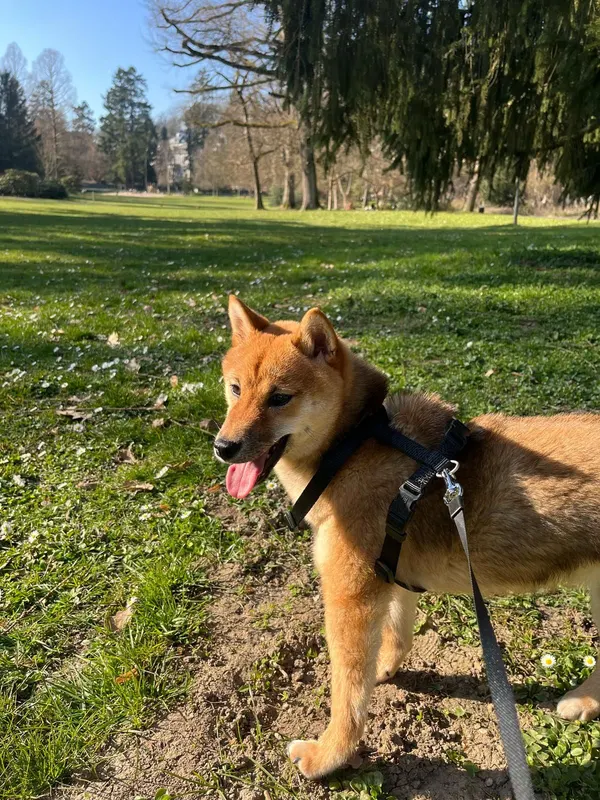 Shiva, Wiesbaden
