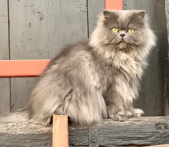 Pascha, Bruchköbel