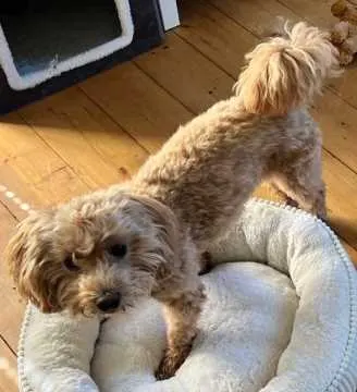 Lilli, Kassel