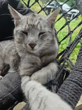 Loki, Bad Langensalza