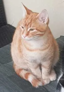 Lucky, Meißen