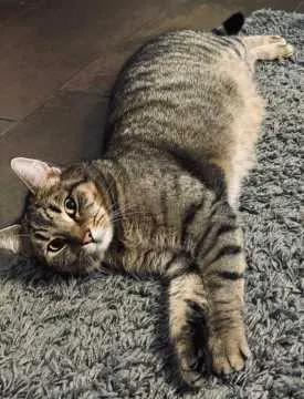 Frida, Schneverdingen