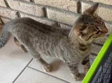 Loki, Leopoldshöhe