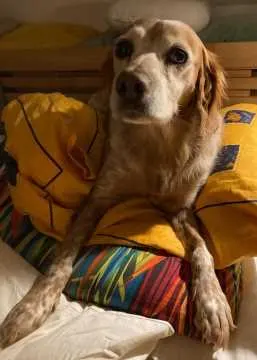 Chilli, Lupburg