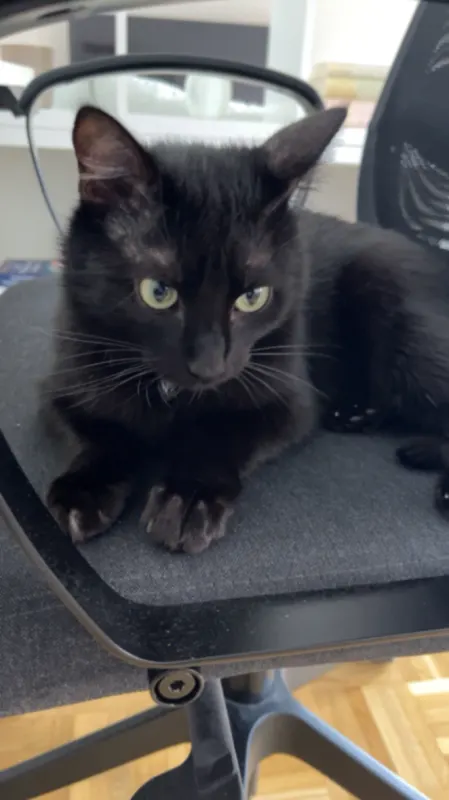 Minou, Offenbach