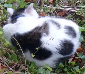 Mimi, Iserlohn