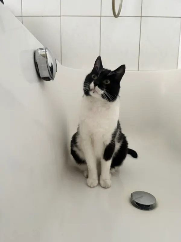Samy, Tuttlingen