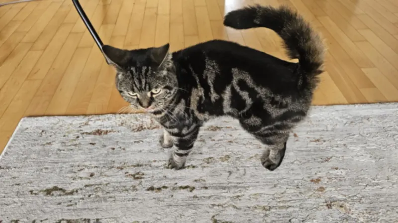 Mia, Wiehl